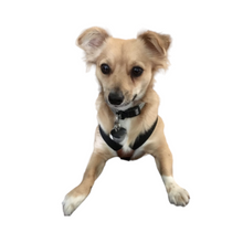 Cargar imagen en el visor de la galería, tirantes para perros